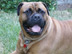 dog photo 1